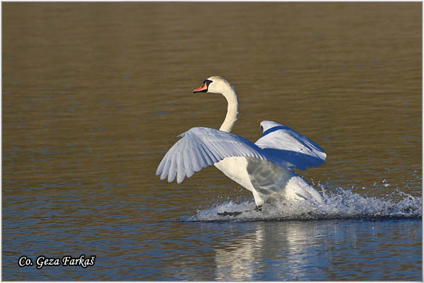 43_mute_swan.jpg - Mute Swan, Cygnus olor, Labud, Mesto - Location, Novi Sad, Serbia