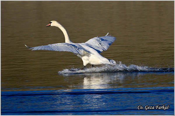 44_mute_swan.jpg - Mute Swan, Cygnus olor, Labud, Mesto - Location, Novi Sad, Serbia