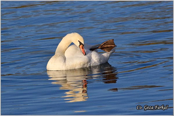 45_mute_swan.jpg - Mute Swan, Cygnus olor, Labud, Mesto - Location, Novi Sad, Serbia