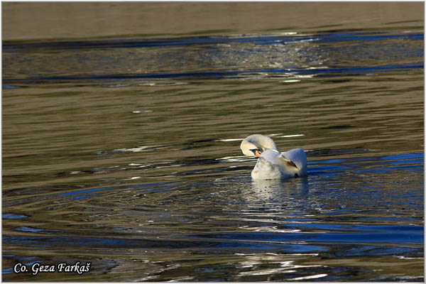 46_mute_swan.jpg - Mute Swan, Cygnus olor, Labud, Mesto - Location, Novi Sad, Serbia