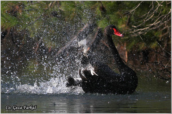 62_black_swan.jpg - Black Swan, Cygnus astratus, Crni labud,  Captured bird