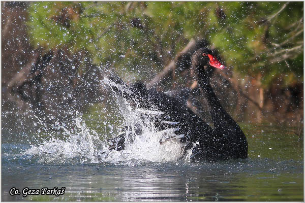 63_black_swan.jpg - Black Swan, Cygnus astratus, Crni labud,  Captured bird