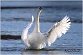 05_mute_swan