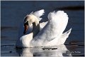 06_mute_swan