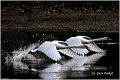 11_mute_swan