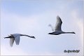 13_mute_swan