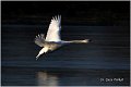 14_mute_swan