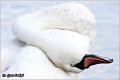 17_mute_swan