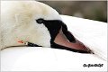 19_mute_swan