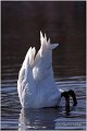 21_mute_swan