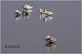 22_mute_swan