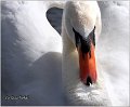 24_mute_swan