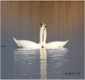 25_mute_swan