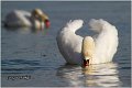 26_mute_swan