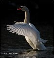 29_mute_swan