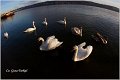 30_mute_swan