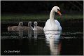 36_mute_swan