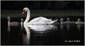 37_mute_swan