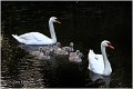 38_mute_swan