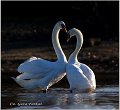 39_mute_swan