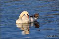 45_mute_swan