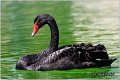60_black_swan