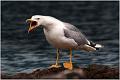 04_gulls_and_terns