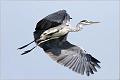 06_herons_egrets