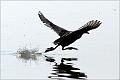 10_moorhen_coot