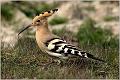 16_hoopoes_woodpeckers