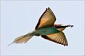 17_bee_eaters_kingfisher