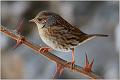 26_wrens_accentors