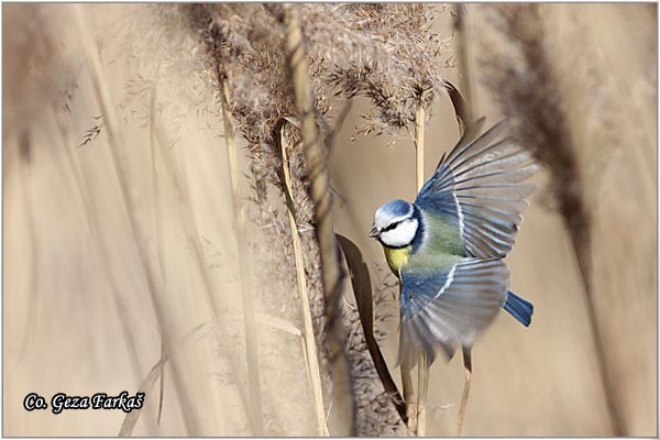 01_blue_tit.jpg - Blue tit, Parus caeruleus, Plava senica, Location: Futog, Serbia