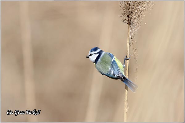 02_blue_tit.jpg - Blue tit, Parus caeruleus, Plava senica, Location: Futog, Serbia