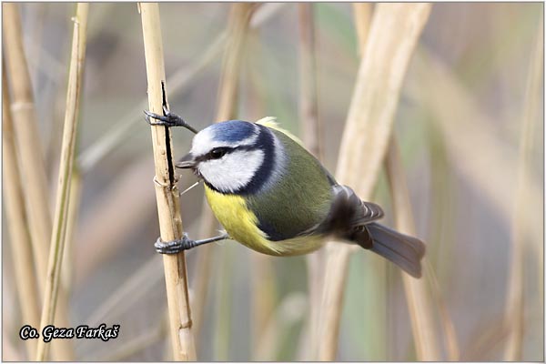 03_blue_tit.jpg - Blue tit, Parus caeruleus, Plava senica, Location: Temerin, Serbia