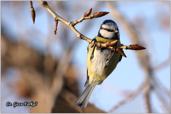 04_blue_tit.jpg - Blue tit, Parus caeruleus, Plava senica, Location: Futog, Serbia