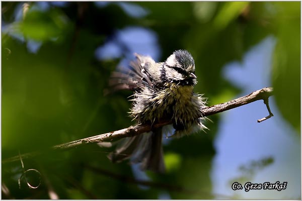 05_blue_tit.jpg - Blue tit, Parus caeruleus, Plava senica, Location: Futog, Serbia