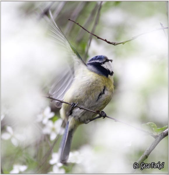 06_blue_tit.jpg - Blue tit, Parus caeruleus, Plava senica, Location: Fruka Gora, Serbia