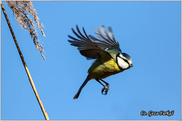 07_blue_tit.jpg - Blue tit, Parus caeruleus, Plava senica, Location: Koviljski rit, Serbia