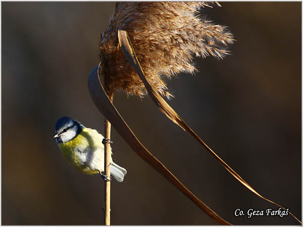 08_blue_tit.jpg - Blue tit, Parus caeruleus, Plava senica, Location: Koviljski rit, Serbia