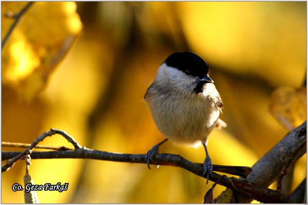 10_marsh_tit.jpg - Marsh tit, Parus palustris, Siva senica, Location: Fruska Gora, Serbia