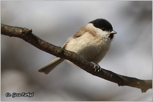 11_marsh_tit.jpg - Marsh tit, Parus palustris, Siva senica, Location: Ovcar - Kablar, Serbia