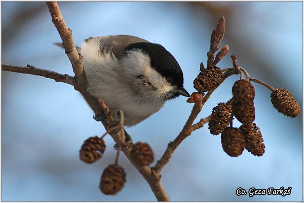 12_marsh_tit.jpg - Marsh tit, Parus palustris, Siva senica, Location: Ovcar - Kablar, Serbia