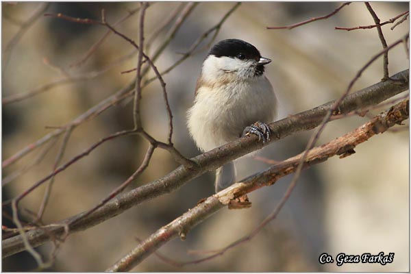 13_marsh_tit.jpg - Marsh tit, Parus palustris, Siva senica, Location: Ovcar - Kablar, Serbia