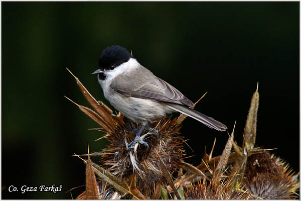 14_marsh_tit.jpg - Marsh tit, Parus palustris, Siva senica, Location: Mokra gora, Serbia