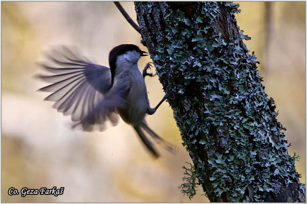 15_marsh_tit.jpg - Marsh tit, Parus palustris, Siva senica, Location: Mokra gora, Serbia