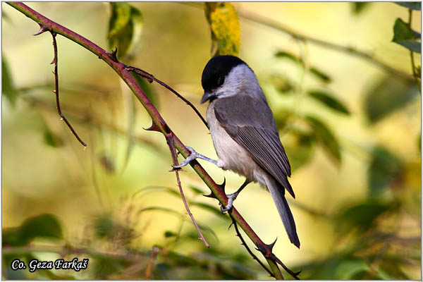 16_marsh_tit.jpg - Marsh tit, Parus palustris, Siva senica, Location: Mokra gora, Serbia