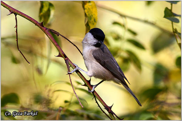 17_marsh_tit.jpg - Marsh tit, Parus palustris, Siva senica, Location: Mokra gora, Serbia