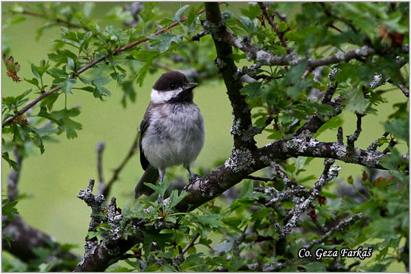 20_sombre_tit.jpg - Sombre Tit, Parus lugubris,  Velika siva senica, Mesto - Location: Mokra gora, Serbia