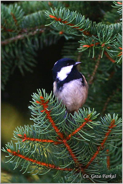 21_coal_tit.jpg - Coal tit, Parus ater, Jelova senica, Location: Kopaonik, Serbia